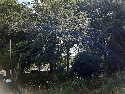 rochdale community garden-tree